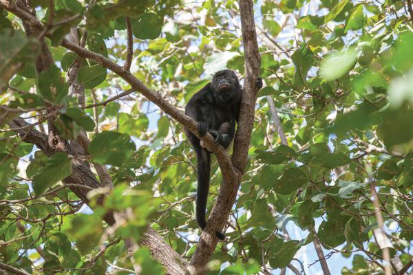 Howler monkey around the grounds. Photo: Kevin Devine