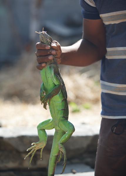 Caught an iguana! Photo: Brian Kelley