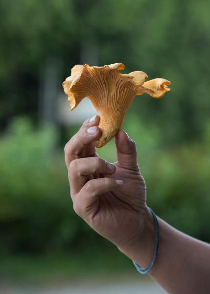 Chanterelle mushrooms are abundant in Vancouver Island.