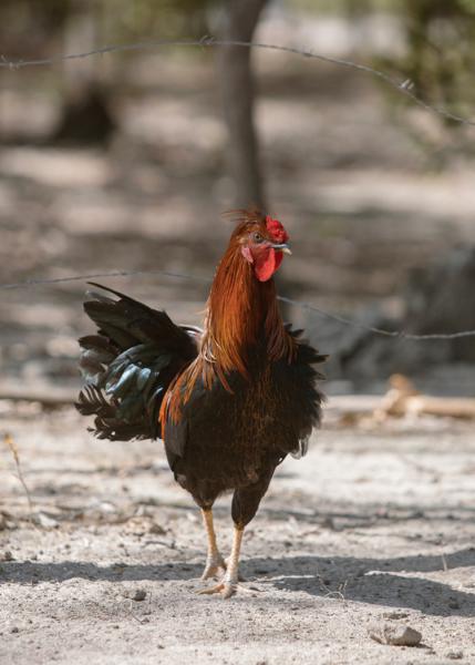 Free-range. Photo: Brian Kelley