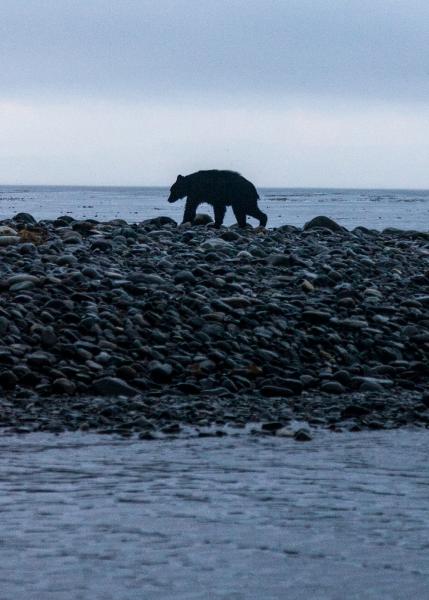 Morining black bear visit.