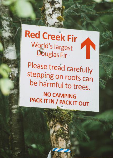 Visited the World's Tallest Douglas Fir.